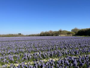 Fête des Fleurs à Plomeur dans le Finistère sud, sur le célèbre site de la Torche