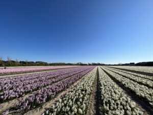 Champs de jacinthes à la Torche dans le sud Finistère