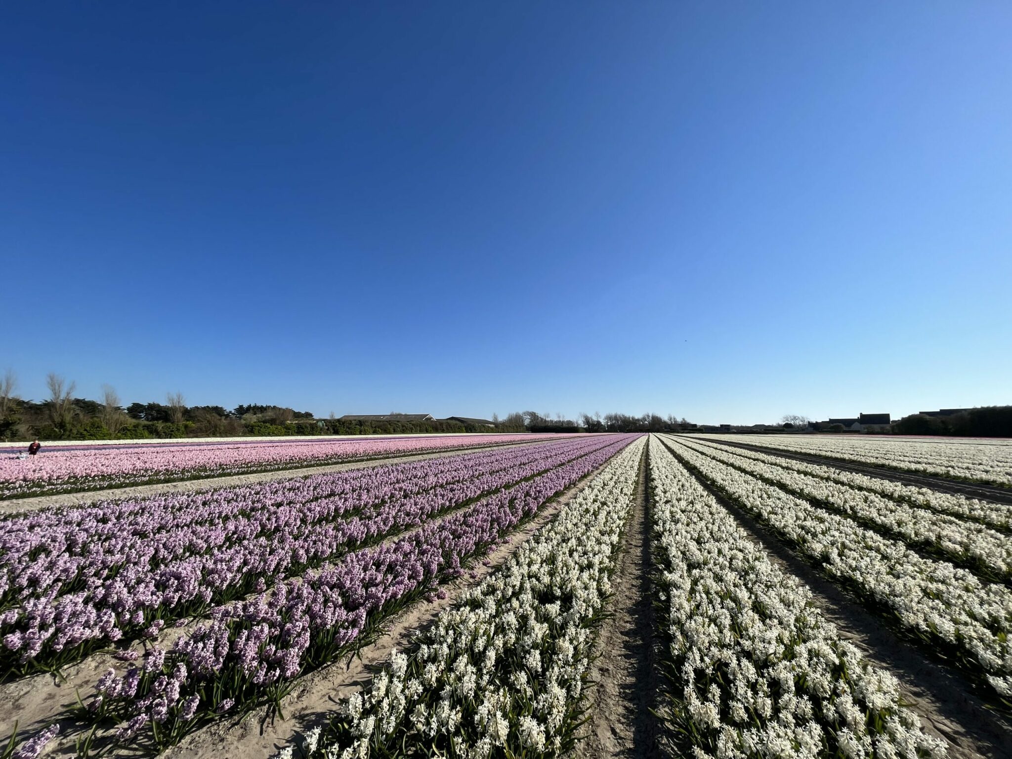 Champs de jacinthes à la Torche dans le sud Finistère