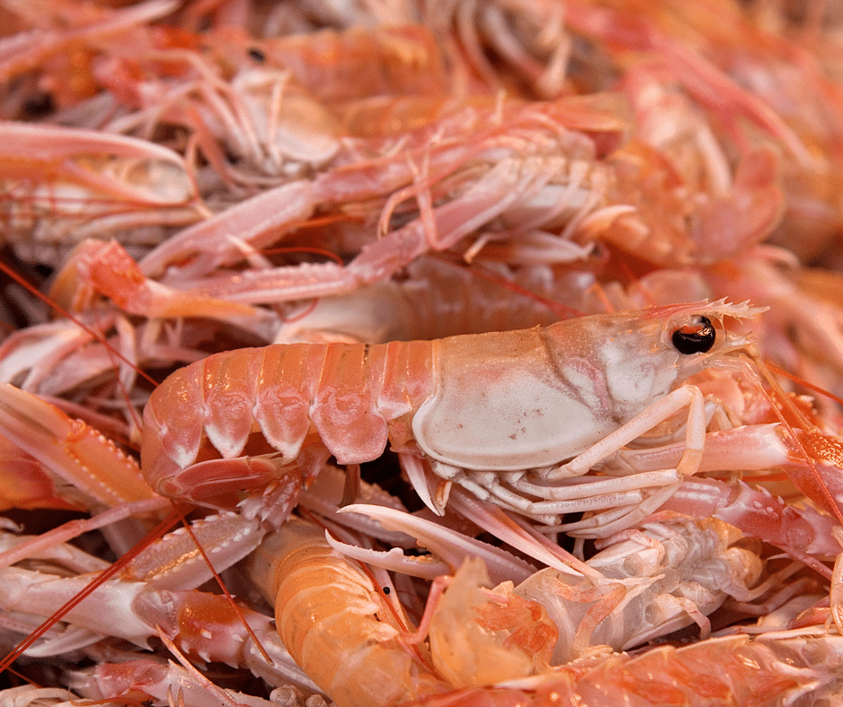Venez découvrir la Fête de la langoustine sur le port de Plobannalec-Lesconil le samedi 9 août !